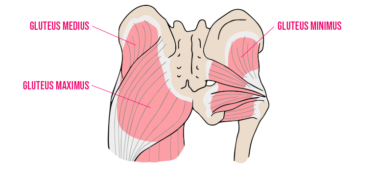 Glute muscles
