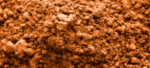 cacao powder